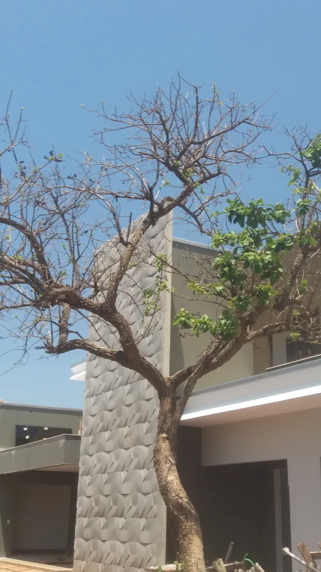 Triseé em fachada emoldurada por árvore